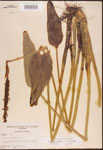 000003289-thumbnail.jpg