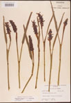 000003291-thumbnail.jpg