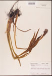 Pontederia