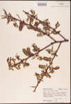 000003294-thumbnail.jpg