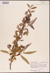 Salix