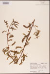 Salix