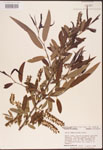000003297-thumbnail.jpg