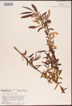Salix