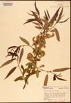 Salix