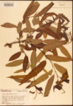 Salix