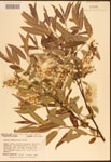 Salix