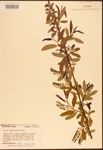 Salix