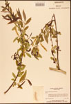 000003303-thumbnail.jpg