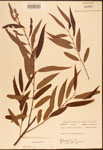 000003305-thumbnail.jpg