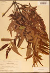000003306-thumbnail.jpg