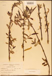 000003307-thumbnail.jpg