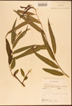 000003310-thumbnail.jpg