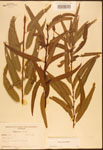 000003311-thumbnail.jpg
