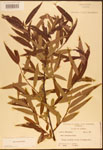 000003312-thumbnail.jpg