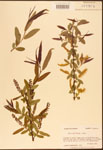 000003313-thumbnail.jpg