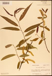 000003316-thumbnail.jpg