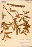 000003317-thumbnail.jpg