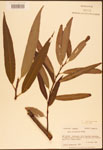 000003320-thumbnail.jpg