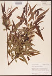 000003324-thumbnail.jpg