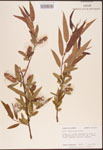 000003325-thumbnail.jpg