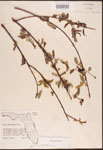 000003326-thumbnail.jpg