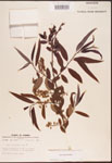 000003329-thumbnail.jpg