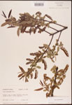 000003330-thumbnail.jpg
