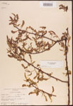 000003331-thumbnail.jpg