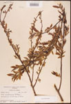 000003333-thumbnail.jpg