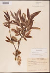 000003334-thumbnail.jpg