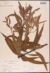 000003338-thumbnail.jpg
