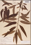 000003339-thumbnail.jpg