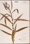000003340-thumbnail.jpg