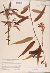000003341-thumbnail.jpg