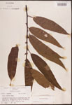 Salix