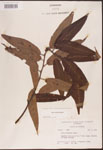 000003344-thumbnail.jpg