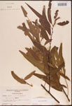 000003346-thumbnail.jpg