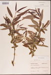 000003347-thumbnail.jpg