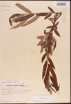 Salix