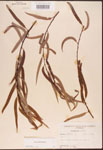 000003350-thumbnail.jpg