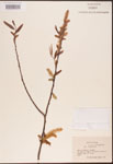 000003351-thumbnail.jpg