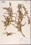 000003353-thumbnail.jpg
