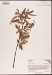 000003356-thumbnail.jpg