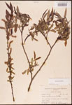 000003357-thumbnail.jpg