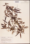 Salix