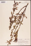 Salix