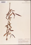 Salix