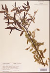Salix