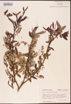 Salix